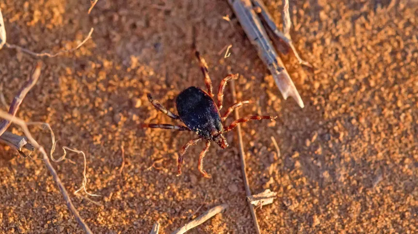 Зоолог: Африканский клещ Hyalomma имеет 60% подходящих условий для жизни. Польский